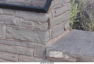 42 a03. Petrified Forest National Park lizard