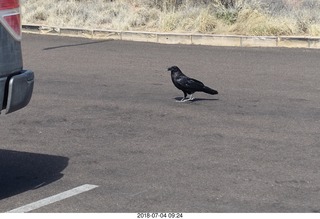 62 a03. Petrified Forest National Park - hungry raven
