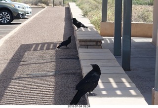 81 a03. Petrified Forest National Park - hungry ravens