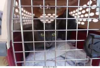my cats Devin and Jane going to the vet