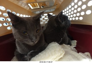 my cats Devin and Jane and their first experience with reel-to-reel tape