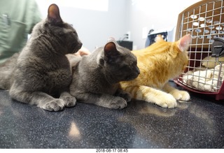 622 a04. my cats Devin and Jane and Max at the vet