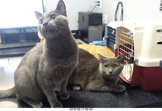 627 a04. my cats Devin and Jane and Max at the vet