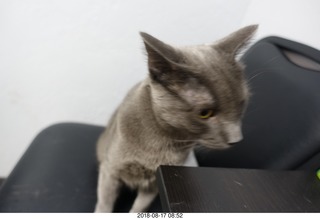 my cats Devin and Jane and Max at the vet