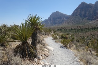 Las Vegas - Red Rock Canyon - thirteen mile drive - Pine Creek Canyon hike