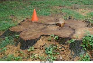 Curtis Arboretum - Cheltenham XC alumni race - tree stump
