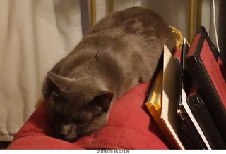 my cats Devin and Jane and Max at the vet