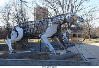 Princeton University - new skeleton tigers