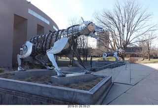 Princeton University - new skeleton tiger