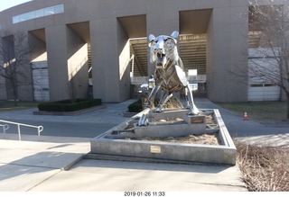 Princeton University - new skeleton tiger