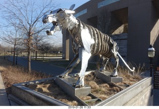 Princeton University - new skeleton tiger