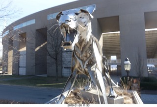 Princeton University - skeleton tiger