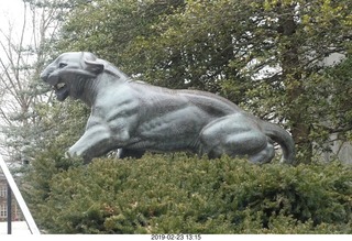 Princeton Alumni Day - tiger