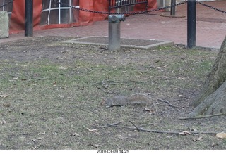 Philadelphia Independence Hall - squirrel