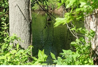 11 a0d. Princeton towpath near Lake Carnegie + duck