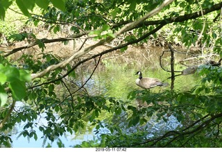 12 a0d. Princeton towpath near Lake Carnegie + duck