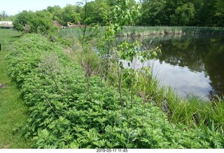Princeton - Institute for Advanced Study (IAS) pond