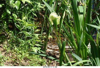 Princeton - Institute for Advanced Study (IAS)