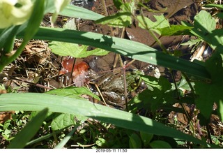 Princeton - Institute for Advanced Study (IAS)