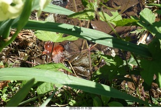 Princeton - Institute for Advanced Study (IAS) pond + toad