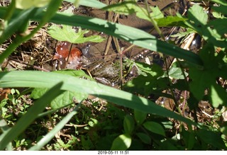 Princeton - Institute for Advanced Study (IAS)