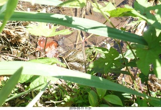 Princeton - Institute for Advanced Study (IAS) pond + toad