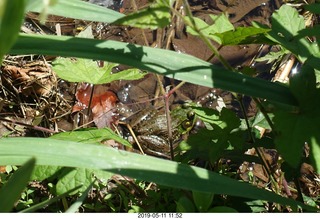 Princeton - Institute for Advanced Study (IAS) pond + toad
