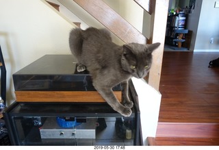 my cats Devin and Jane and Max at the vet