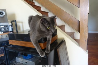 my linn-loci with my cat Devin on top