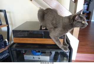 my cats Devin and Max at the vet