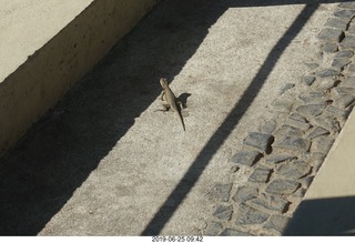 139 a0e. - Rio de Janeiro tour - Sugarloaf Mountain * - lizard