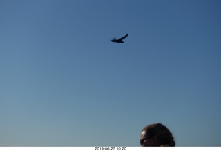 185 a0e. - Rio de Janeiro tour - Sugarloaf Mountain * - condor