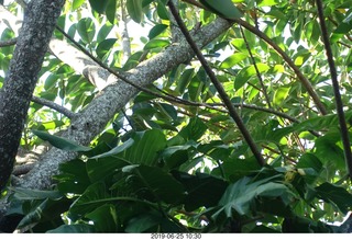 190 a0e. - Rio de Janeiro tour - Sugarloaf Mountain