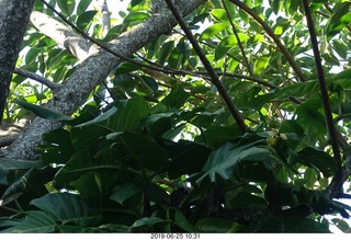 191 a0e. - Rio de Janeiro tour - Sugarloaf Mountain