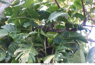 192 a0e. - Rio de Janeiro tour - Sugarloaf Mountain * - there's a monkey in there