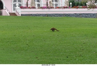66 a0e. Iguazu Falls - anteater-racoon-cat coati