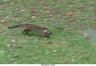 76 a0e. Iguazu Falls - anteater-racoon-cat coati