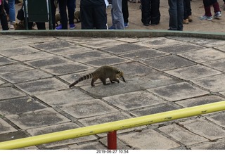 77 a0e. Iguazu Falls - anteater-racoon-cat coati