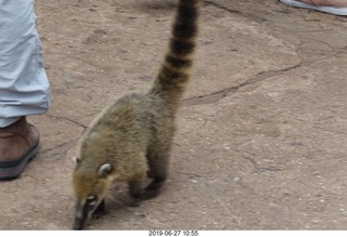 79 a0e. Iguazu Falls - anteater-racoon-cat coati