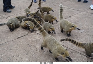 84 a0e. Iguazu Falls - anteater-racoon-cat coatis