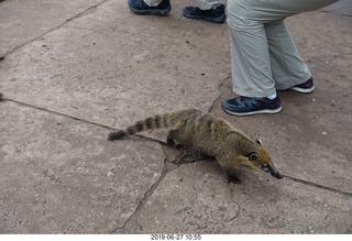 88 a0e. Iguazu Falls - anteater-racoon-cat coati