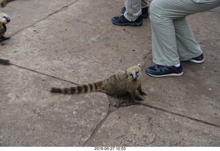 89 a0e. Iguazu Falls - anteater-racoon-cat coati