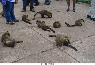 91 a0e. Iguazu Falls - anteater-racoon-cat coatis