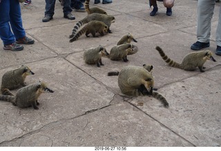92 a0e. Iguazu Falls - anteater-racoon-cat coatis
