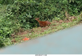 102 a0e. Iguazu Falls - deer