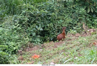 108 a0e. Iguazu Falls - deer