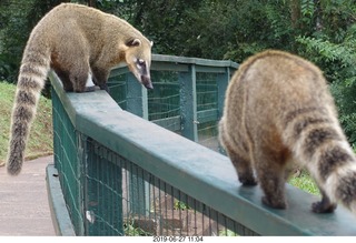 120 a0e. Iguazu Falls - anteater-racoon-cat coatis