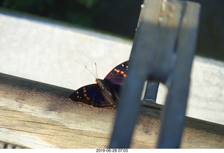 70 a0e. Iguazu Falls - Devil's Throat - butterfly