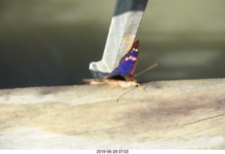 74 a0e. Iguazu Falls - Devil's Throat - butterfly