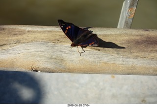 76 a0e. Iguazu Falls - Devil's Throat - butterfly